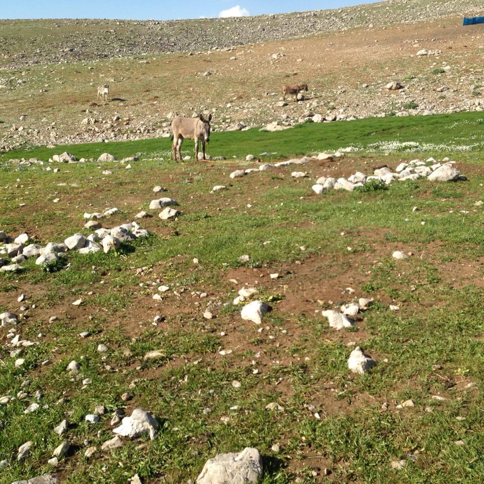 Kemah Sarıyazı Köyü Resimleri 7