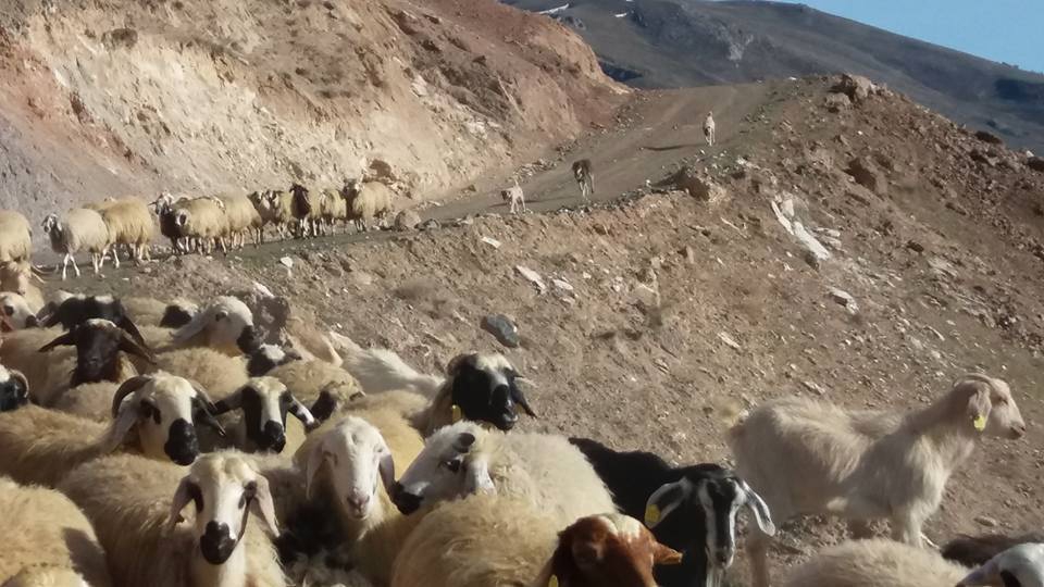 Kemah Şahintepe Köyü Resimleri 14