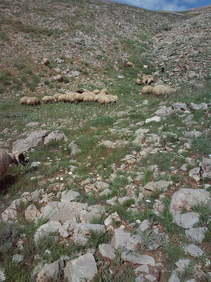 Kemah Şahintepe Köyü Resimleri 18