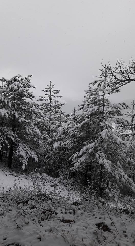 Mengen Ağacalar Köyü Resimleri 2