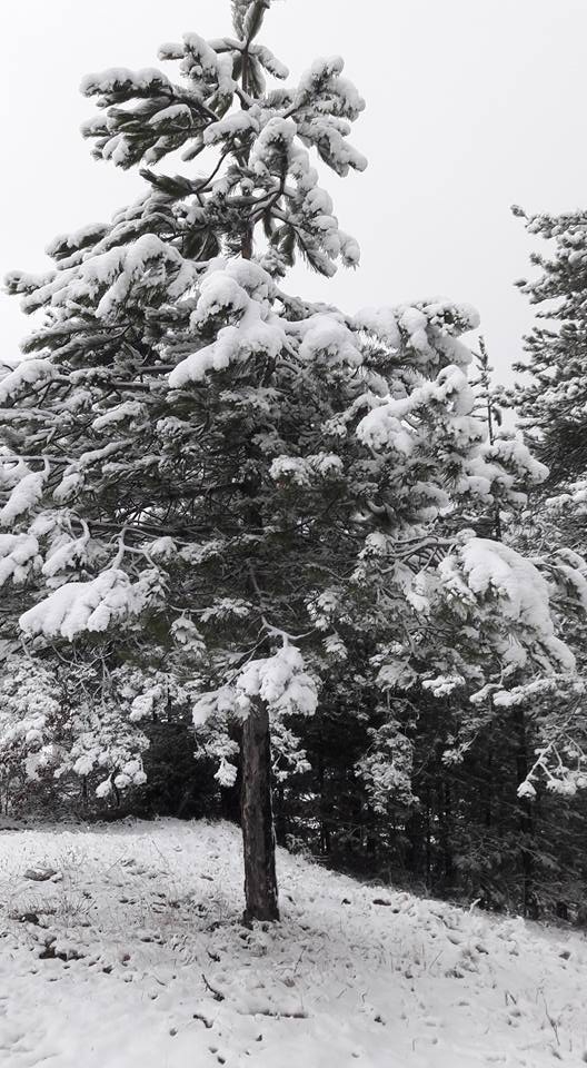 Mengen Ağacalar Köyü Resimleri 3