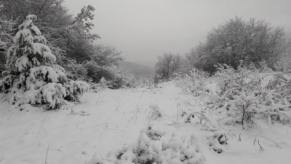 Mengen Ağacalar Köyü Resimleri 4