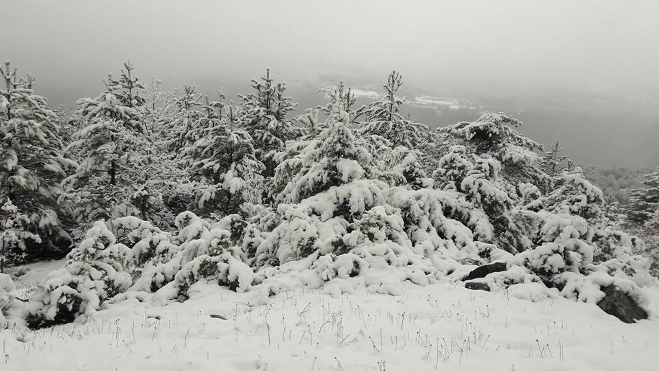 Mengen Ağacalar Köyü Resimleri 5