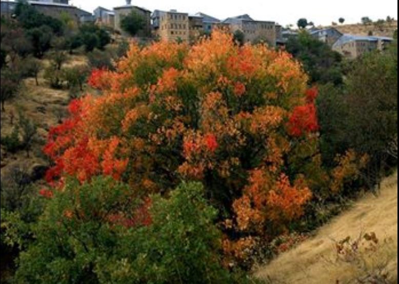 Kemaliye Akçalı Köyü Resimleri 1