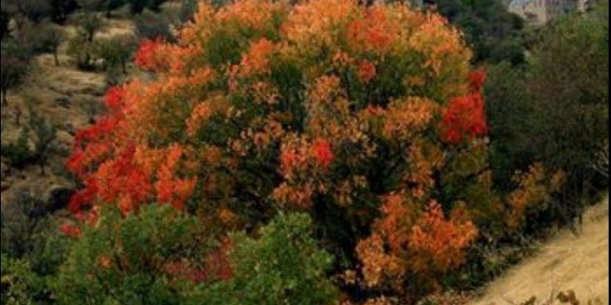 Kemaliye Akçalı Köyü Resimleri