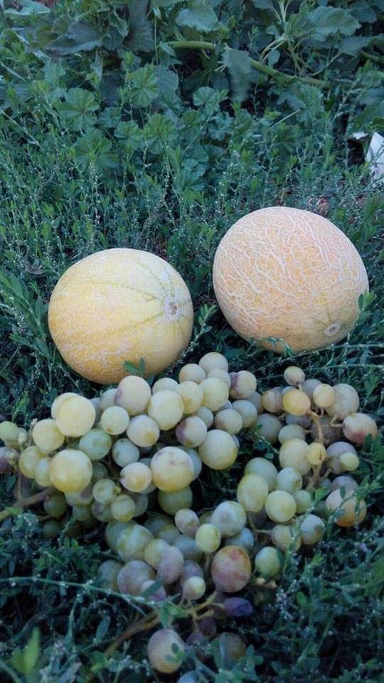 Türkoğlu Aydınkavak Köyü Resimleri 10