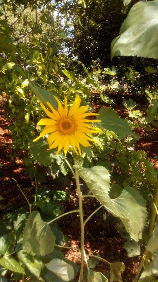 Türkoğlu Aydınkavak Köyü Resimleri 7