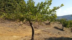 Babadağ Bekirler Köyü Resimleri 3