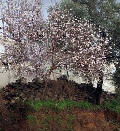 Bodrum Çömlekçi Köyü Resimleri 24
