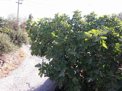 Bodrum Çömlekçi Köyü Resimleri 3
