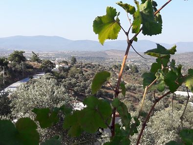 Bodrum Çömlekçi Köyü Resimleri 4