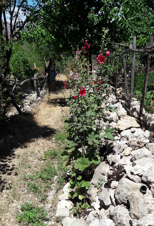 Kemaliye Boylu Köyü Resimleri 2