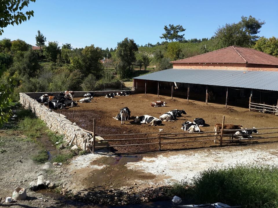 Beyağaç Uzunoluk Köyü Resimleri 1