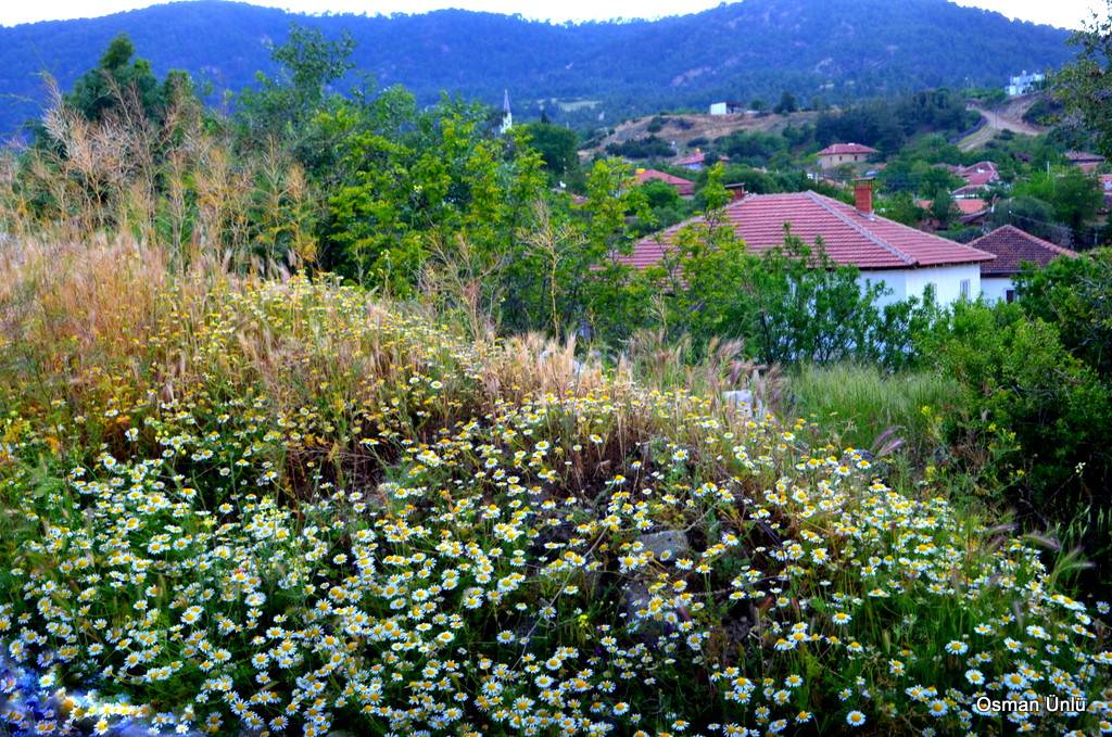 Bozkurt Çambaşı Köyü Resimleri 13