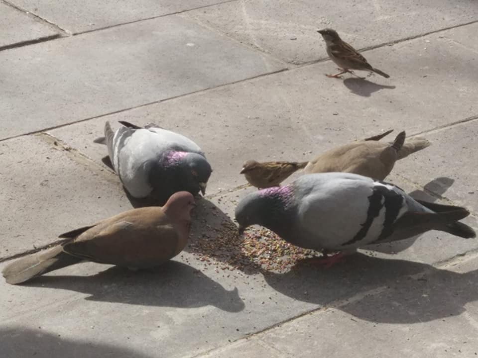 Bodrum Tepecik Köyü Resimleri 31