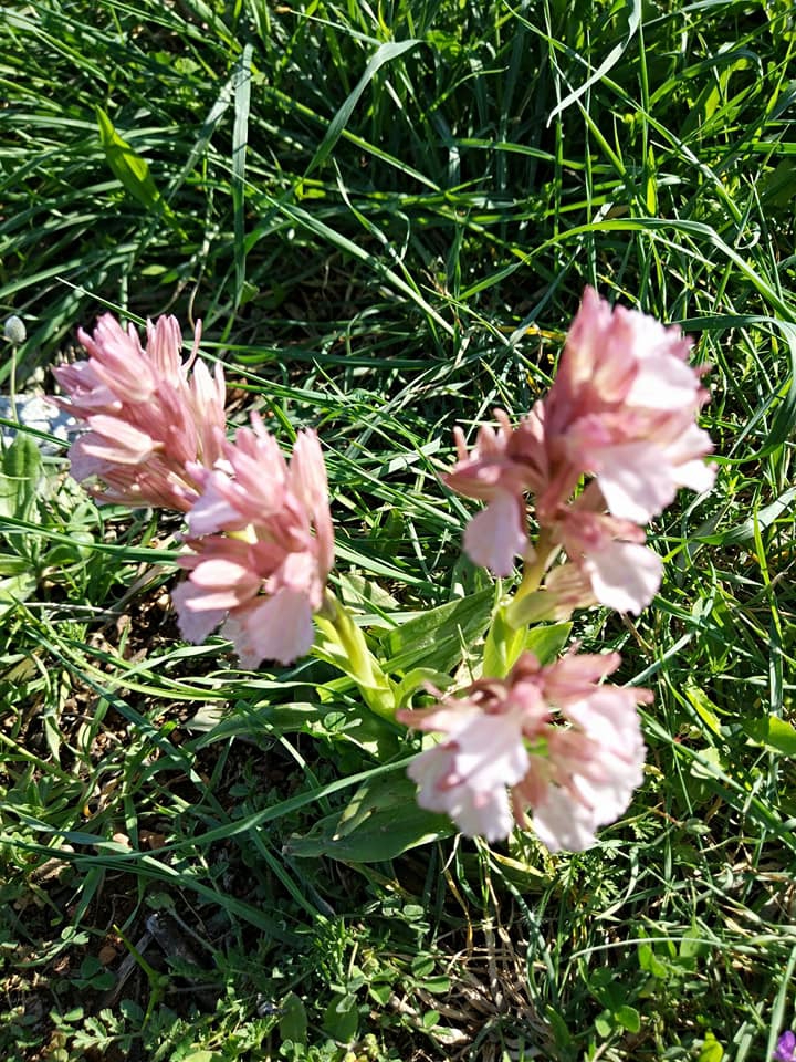 Bodrum Tepecik Köyü Resimleri 34
