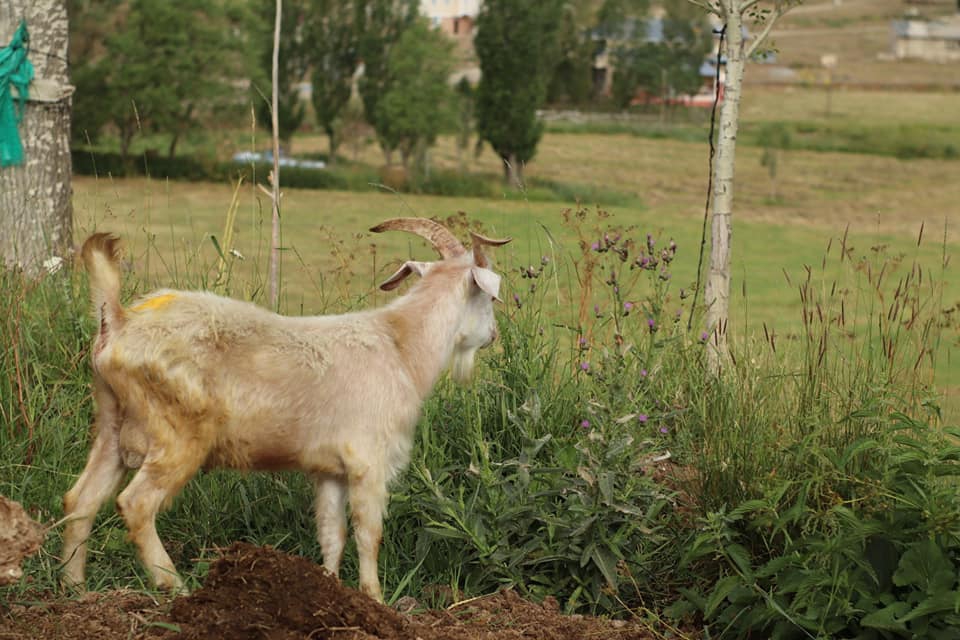 Otlukbeli Avcıçayırı Köyü Resimleri 3