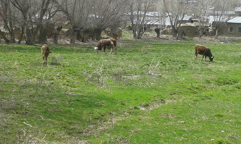 Otlukbeli Boğazlı Köyü Resimleri 9