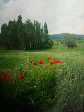 Refahiye Akarsu Köyü Resimleri 12