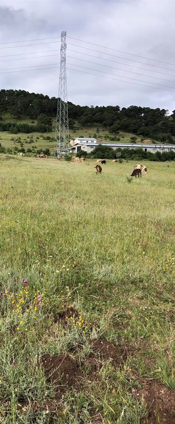 Refahiye Altköy Köyü Resimleri 2