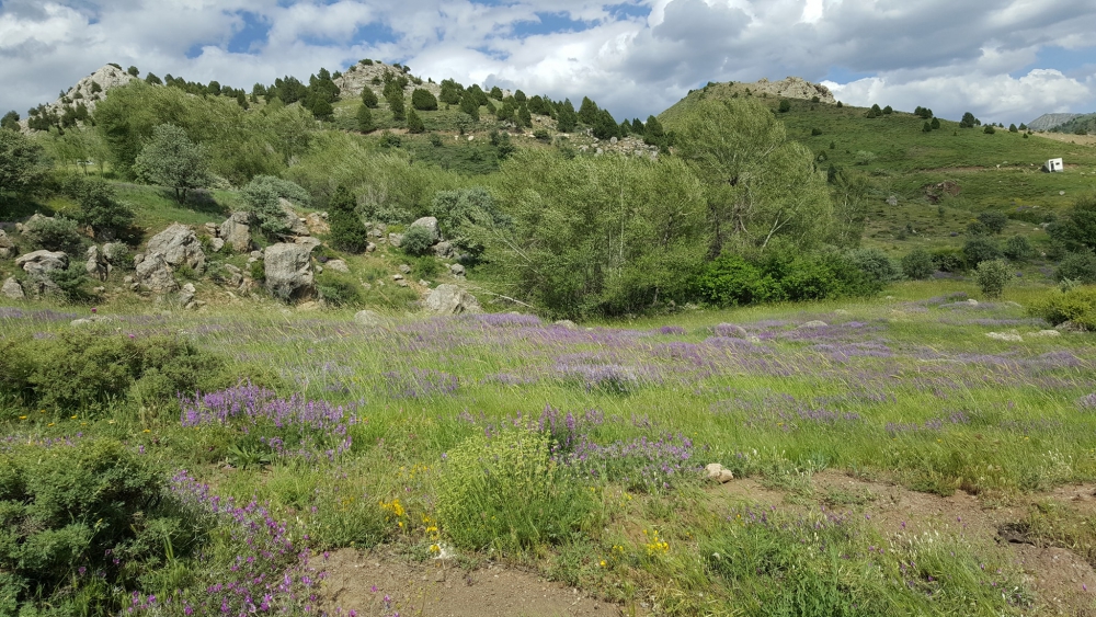 Refahiye Ardıçlık Köyü Resimleri 11