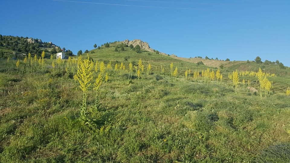 Refahiye Ardıçlık Köyü Resimleri 2