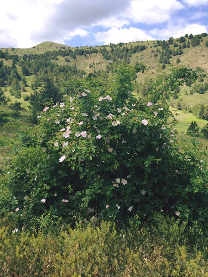 Gölova Çevrecik Köyü Resimleri 11