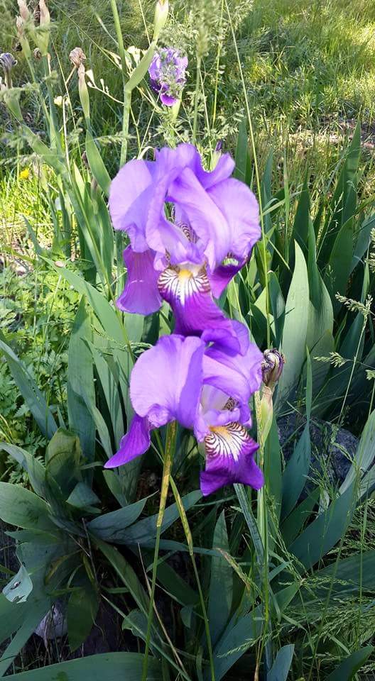 Gölova Çevrecik Köyü Resimleri 15