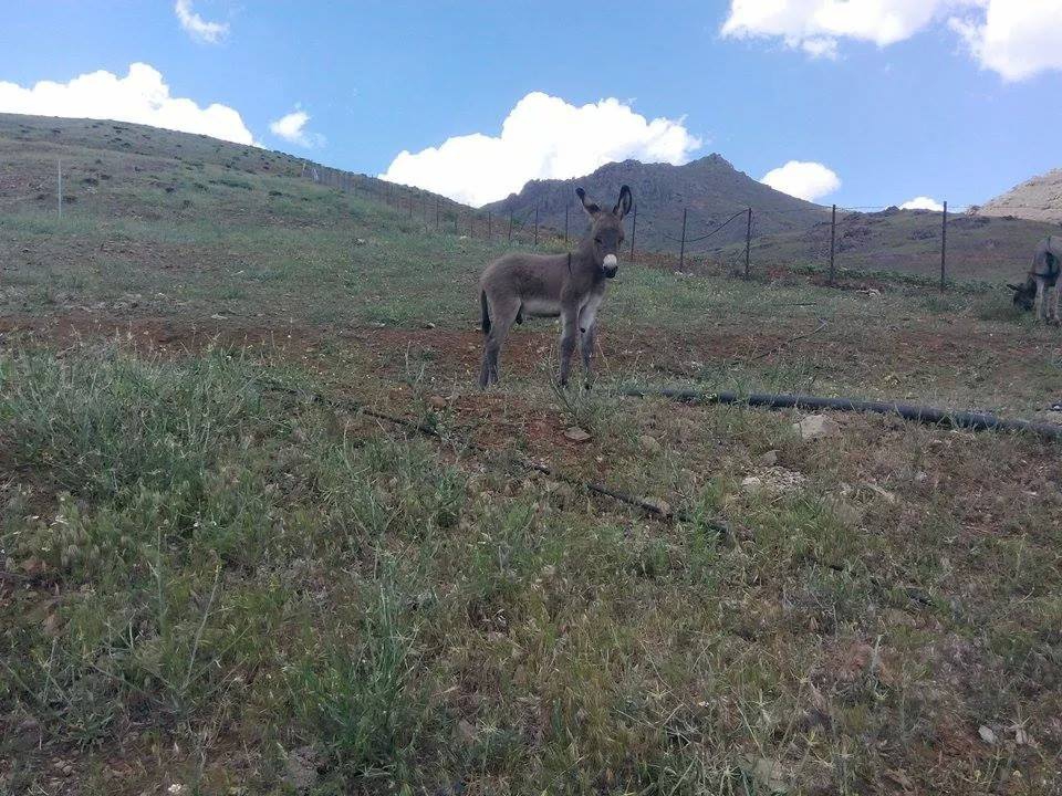 Adana Pozantı Karakışlakçı Köyü Resimleri 14