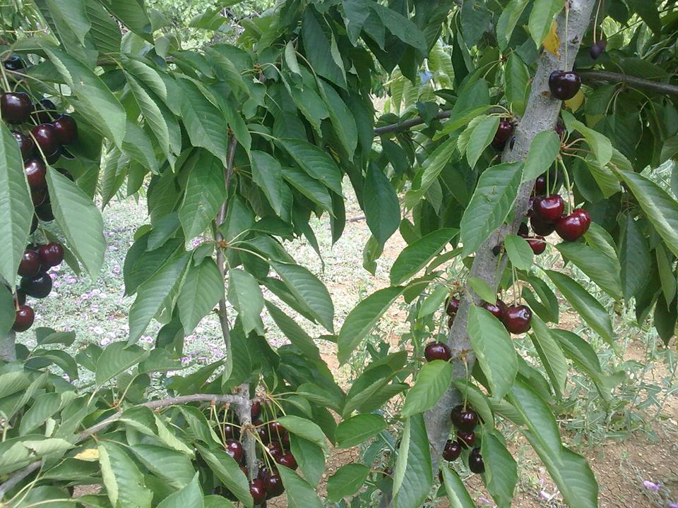 Adana Pozantı Karakışlakçı Köyü Resimleri 23