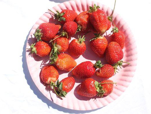 Adana Pozantı Karakışlakçı Köyü Resimleri 28