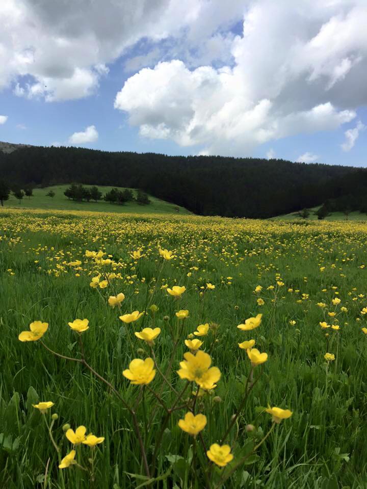 Refahiye Biçer Köyü Resimleri 14