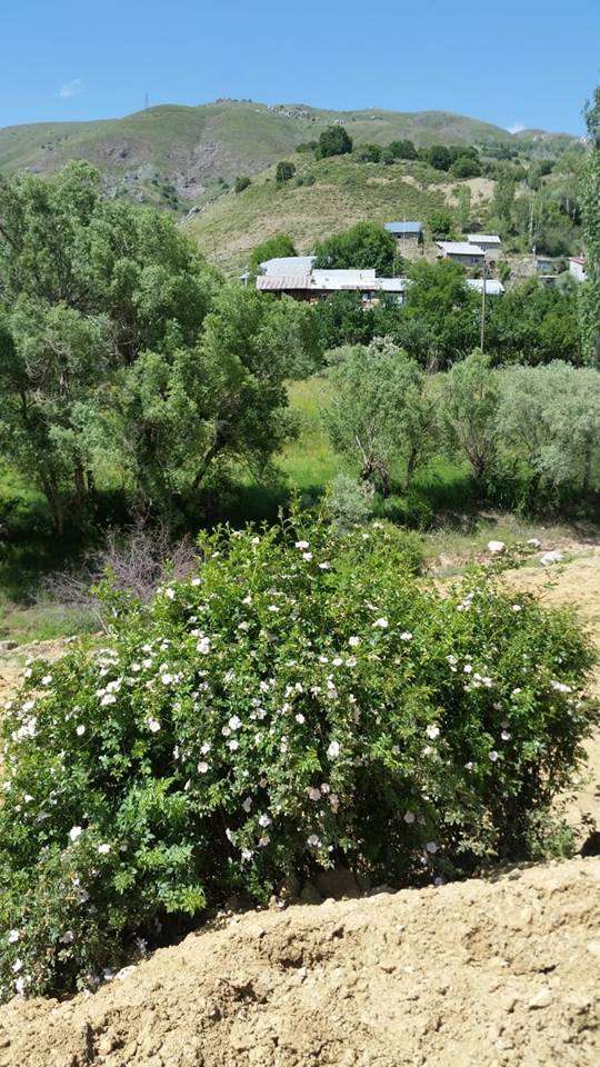 Refahiye Bostandere Köyü Resimleri 12