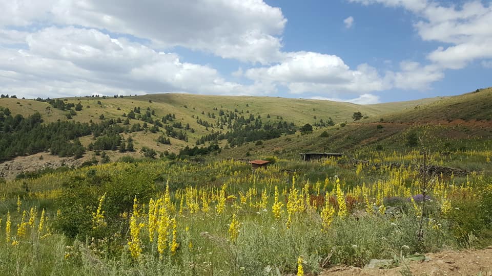 Refahiye Cengerli Köyü Resimleri 8