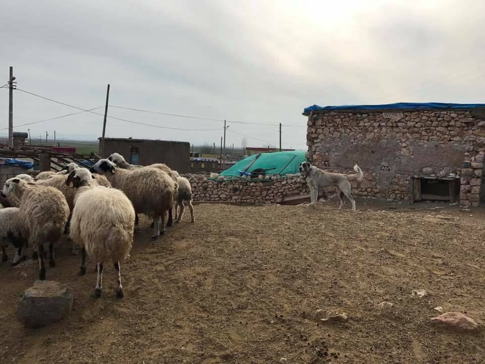 Ergani Ahmetli Köyü Resimleri 5