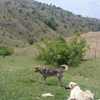 Ergani Armutova Köyü Resimleri 8