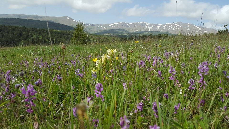 Gölova Çukuryurt Köyü Resimleri 50