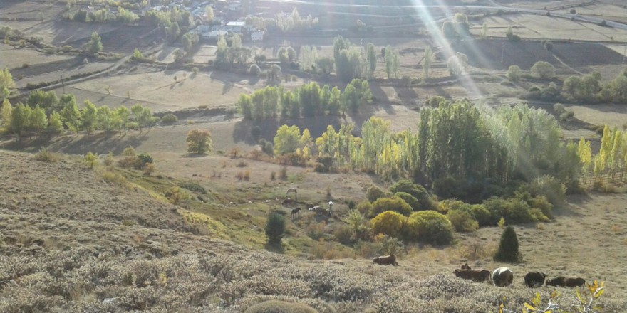 Refahiye Çamdibi Köyü Resimleri