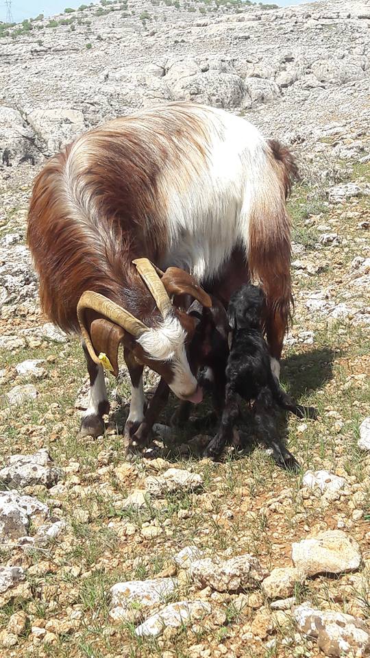 Ergani Caferan Köyü Resimleri 1