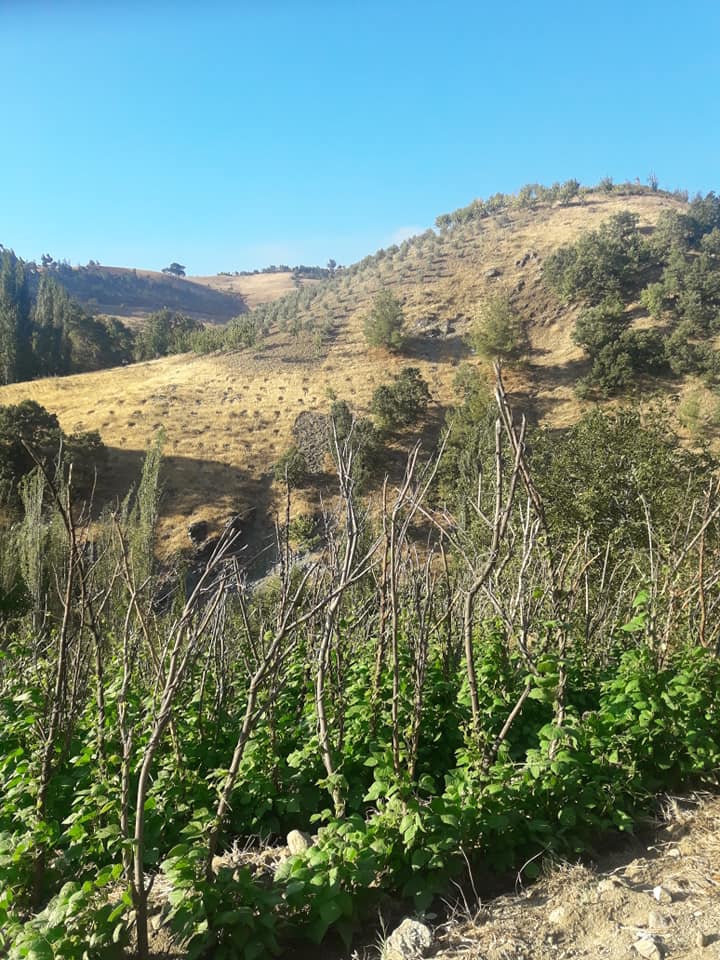 Türkoğlu Büyük İmalı Köyü Resimleri 11