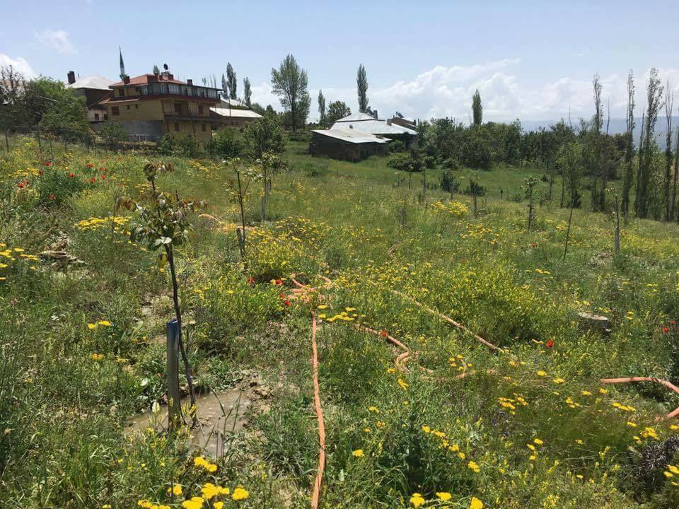 Gölova Gözlüce Köyü Resimleri 13