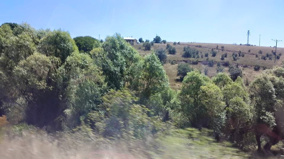 Gölova Gözlüce Köyü Resimleri 7