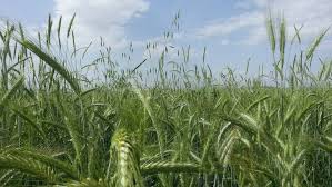 Türkoğlu Cennetpınarı Köyü Resimleri 10