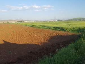 Türkoğlu Çakallıçullu Köyü Resimleri 10