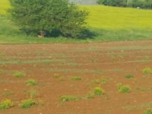 Türkoğlu Çakallıçullu Köyü Resimleri 8