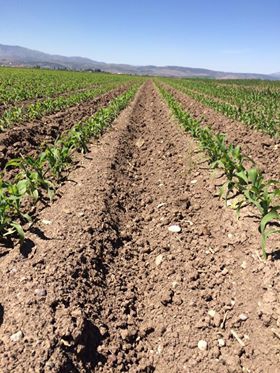 Türkoğlu Çobantepe Köyü Resimleri 6