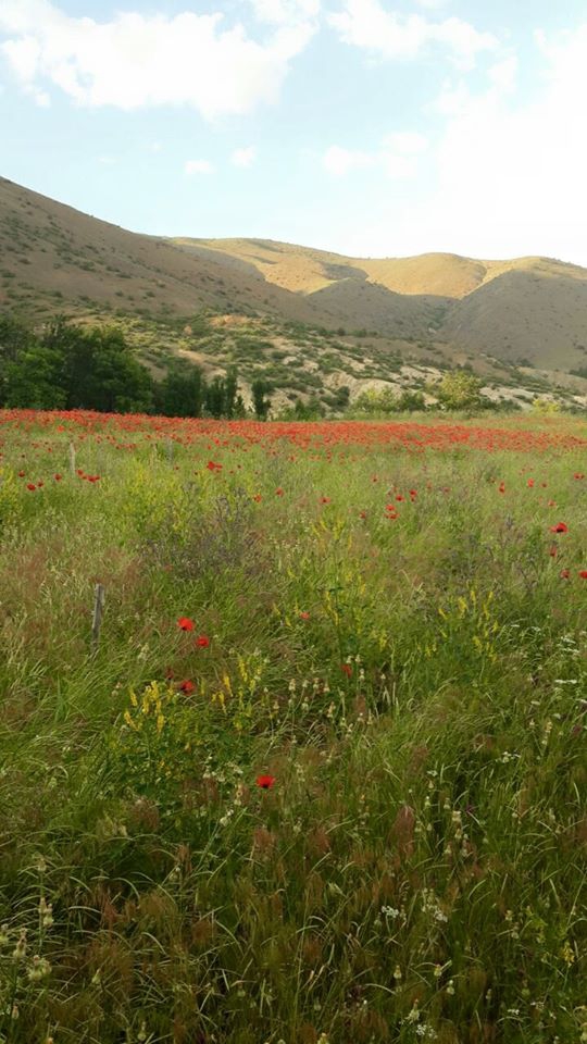Refahiye Göçevi Köyü Resimleri 7