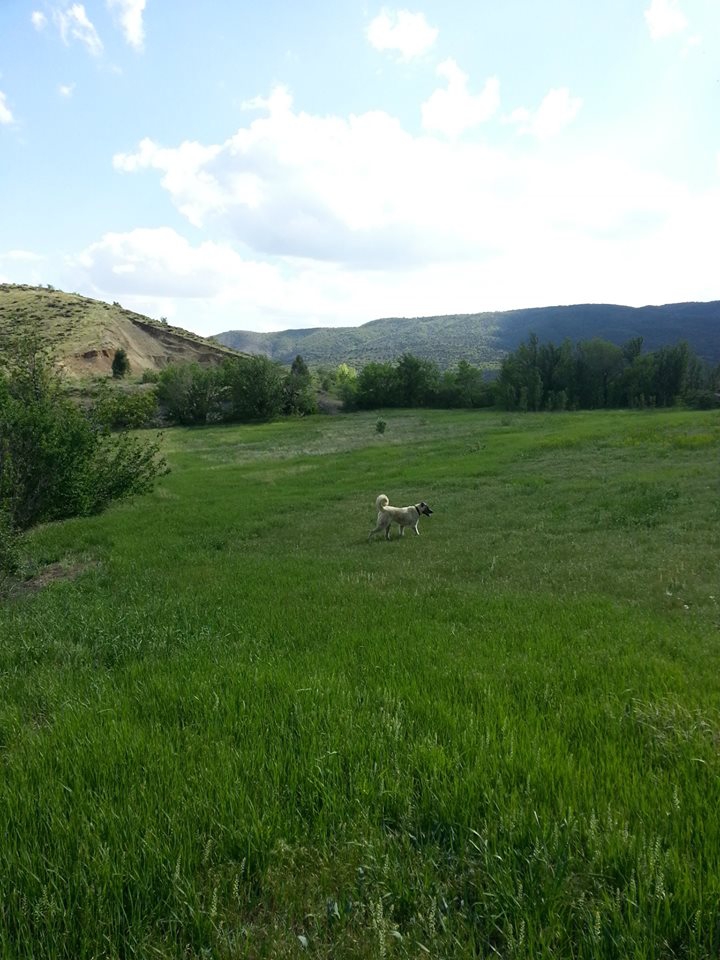 Refahiye Göçevi Köyü Resimleri 9