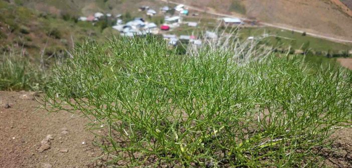 Refahiye Kersen Köyü Resimleri 2