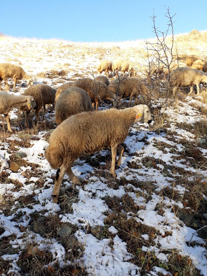 Refahiye Kızıleniş Köyü  Resimleri 3